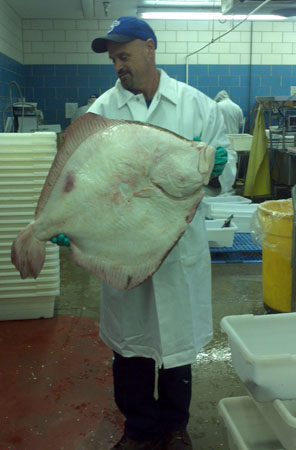 A 27 lbs. Turbot English Channel