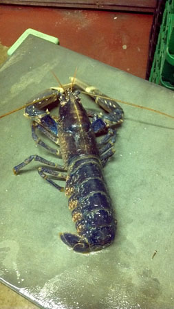 Live Blue Lobster Scotland
