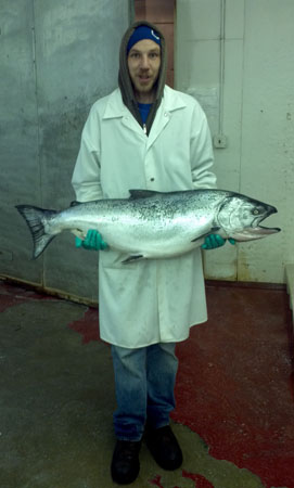Wild King or Chinook Salmon troll caught Alaska
